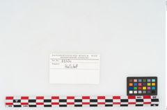 Etikett zu Keramikgefäß (NHMW-PRAE-002243c)